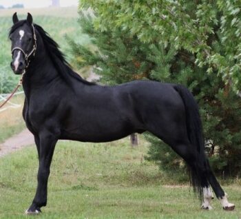 The Strongest Horse Breed In The World. - Animal Spirit