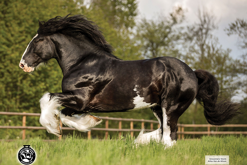 Meet Gentle Giant Shire Horse, The Special Horse Breed. - Animal Spirit