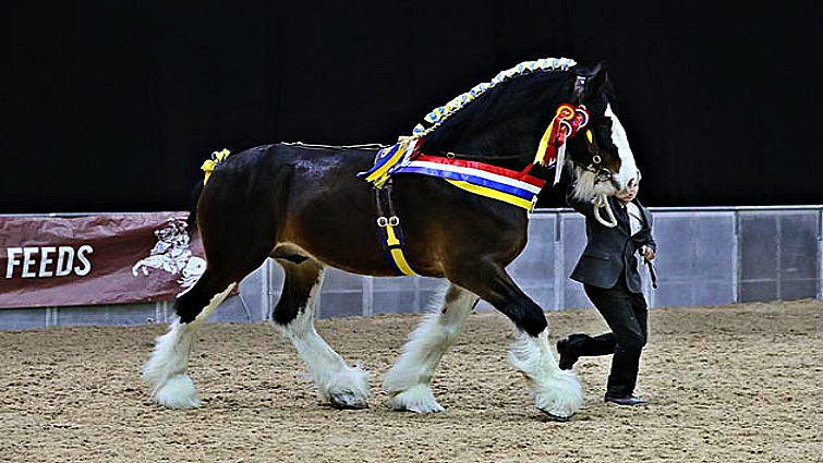 Meet Gentle Giant Shire Horse, The Special Horse Breed. - Animal Spirit