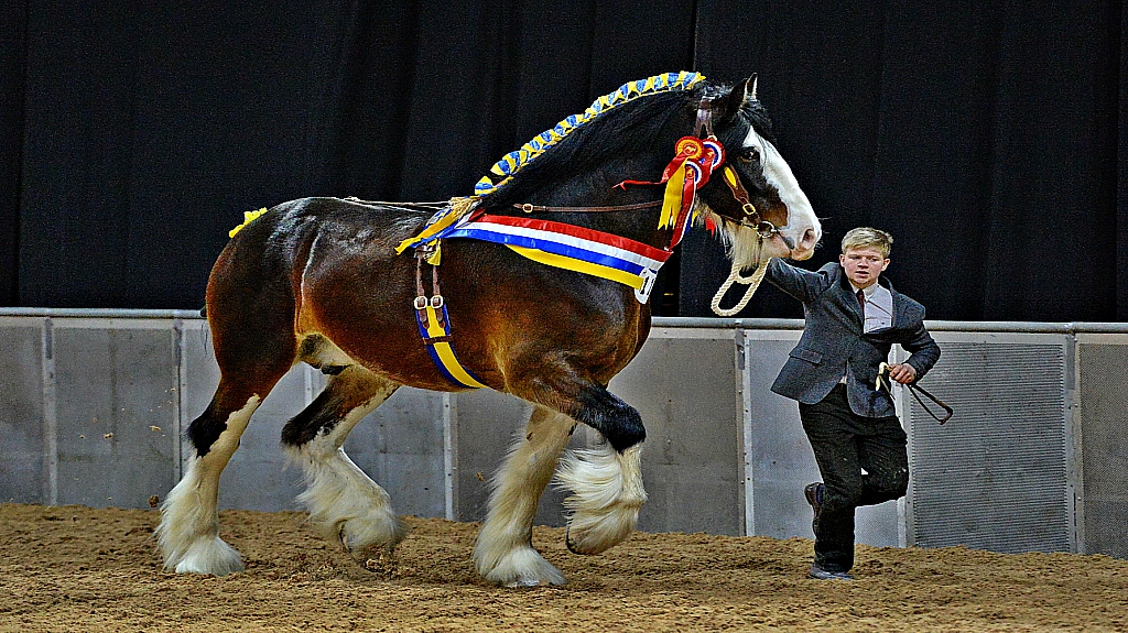 Meet Gentle Giant Shire Horse, The Special Horse Breed. - Animal Spirit