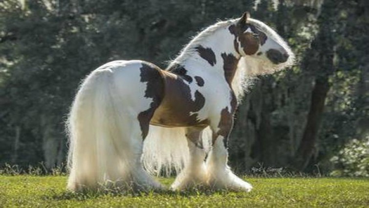6 Fascinating Facts About The Gypsy Vanner Horse - Animal Spirit