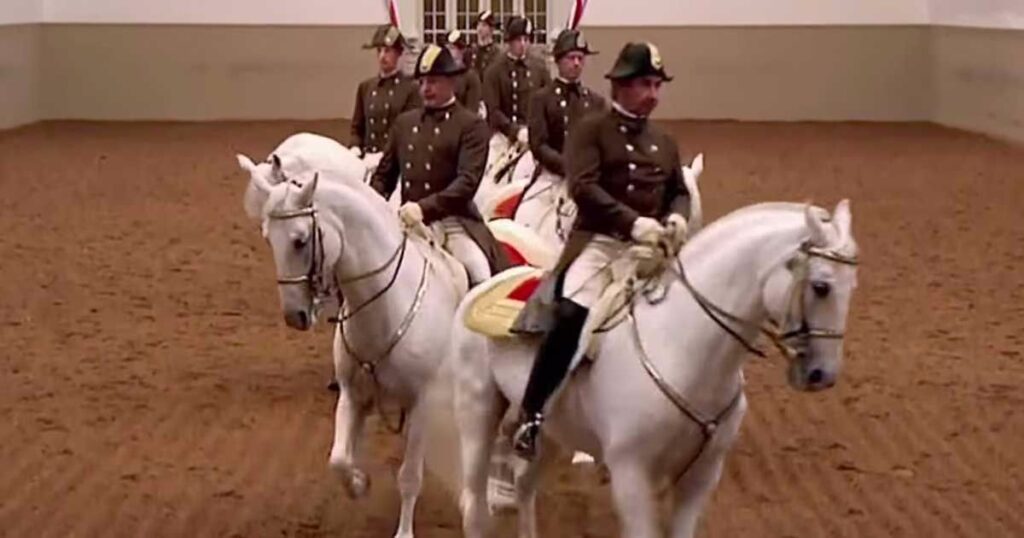 WHITE LIPIZZANER STALLIONS SHOW THEIR DISCIPLINE AND BEAUTY. Animal